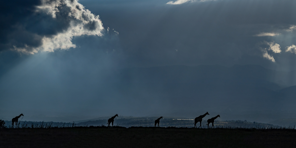 Giraff i Masai Mara, Kenya. Fotoresa med Wild Nature fotoresor. Foto Magnus Martinsson
