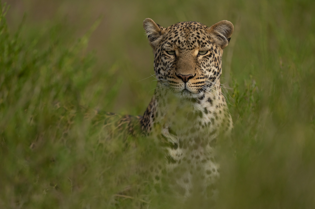 Leopard i Masai Mara, Kenya. Fotoresa med Wild Nature fotoresor. Foto Magnus Martinsson