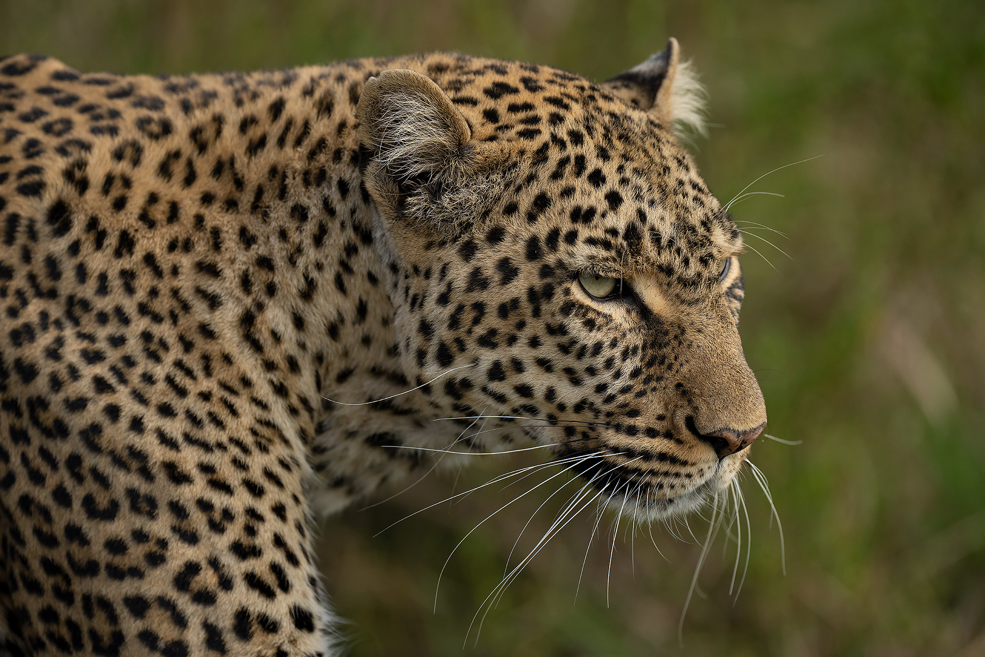 Leopard i Masai Mara, Kenya. Fotoresa med Wild Nature fotoresor. Foto Magnus Martinsson