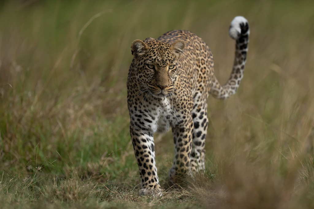 Leopard i Masai Mara, Kenya. Fotoresa med Wild Nature fotoresor. Foto Magnus Martinsson