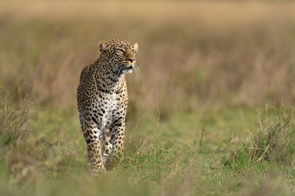 Leopard i Masai Mara, Kenya. Fotoresa med Wild Nature fotoresor. Foto Magnus Martinsson