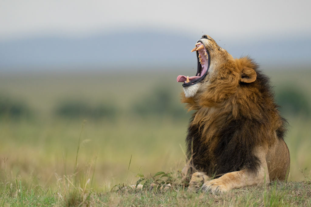 Lejon i Masai Mara, Kenya. Fotoresa med Wild Nature fotoresor. Foto Magnus Martinsson