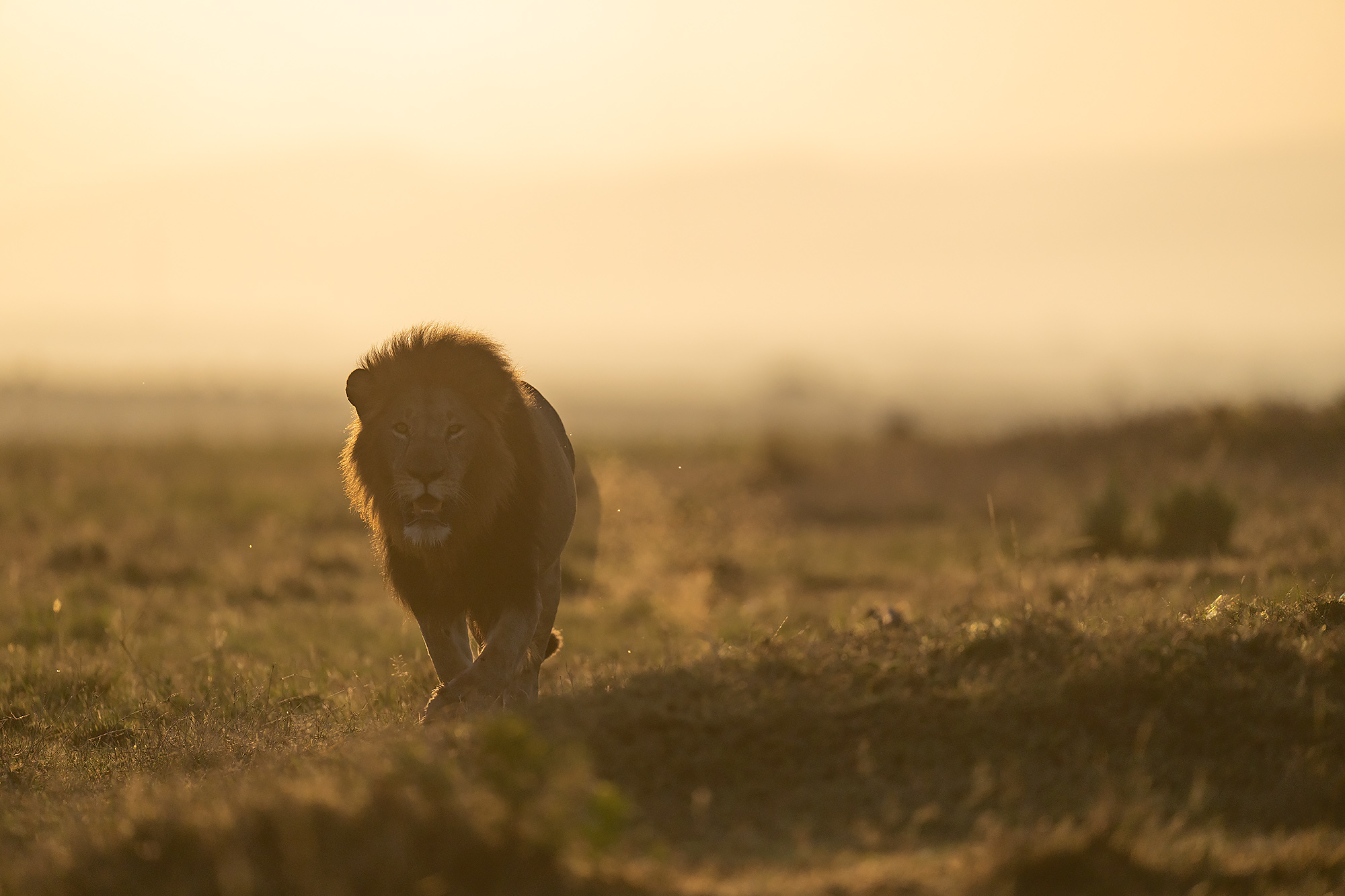 Lejon i Masai Mara, Kenya. Fotoresa med Wild Nature fotoresor. Foto Magnus Martinsson