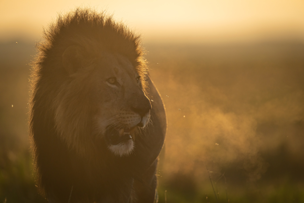 Lejon i Masai Mara, Kenya. Fotoresa med Wild Nature fotoresor. Foto Magnus Martinsson