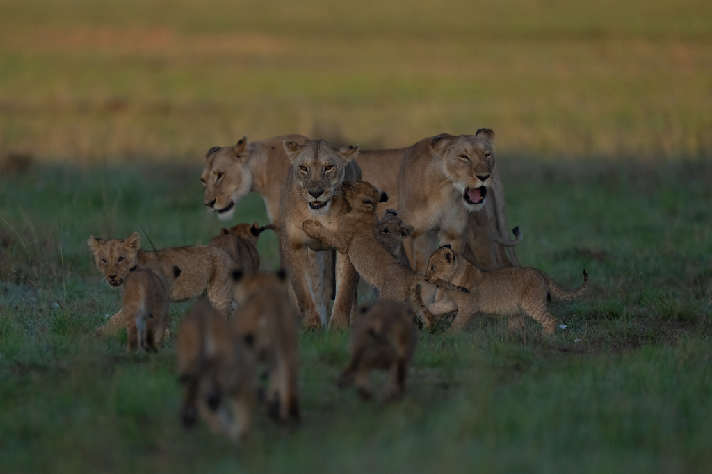 Lejon i Masai Mara, Kenya. Fotoresa med Wild Nature fotoresor. Foto Magnus Martinsson