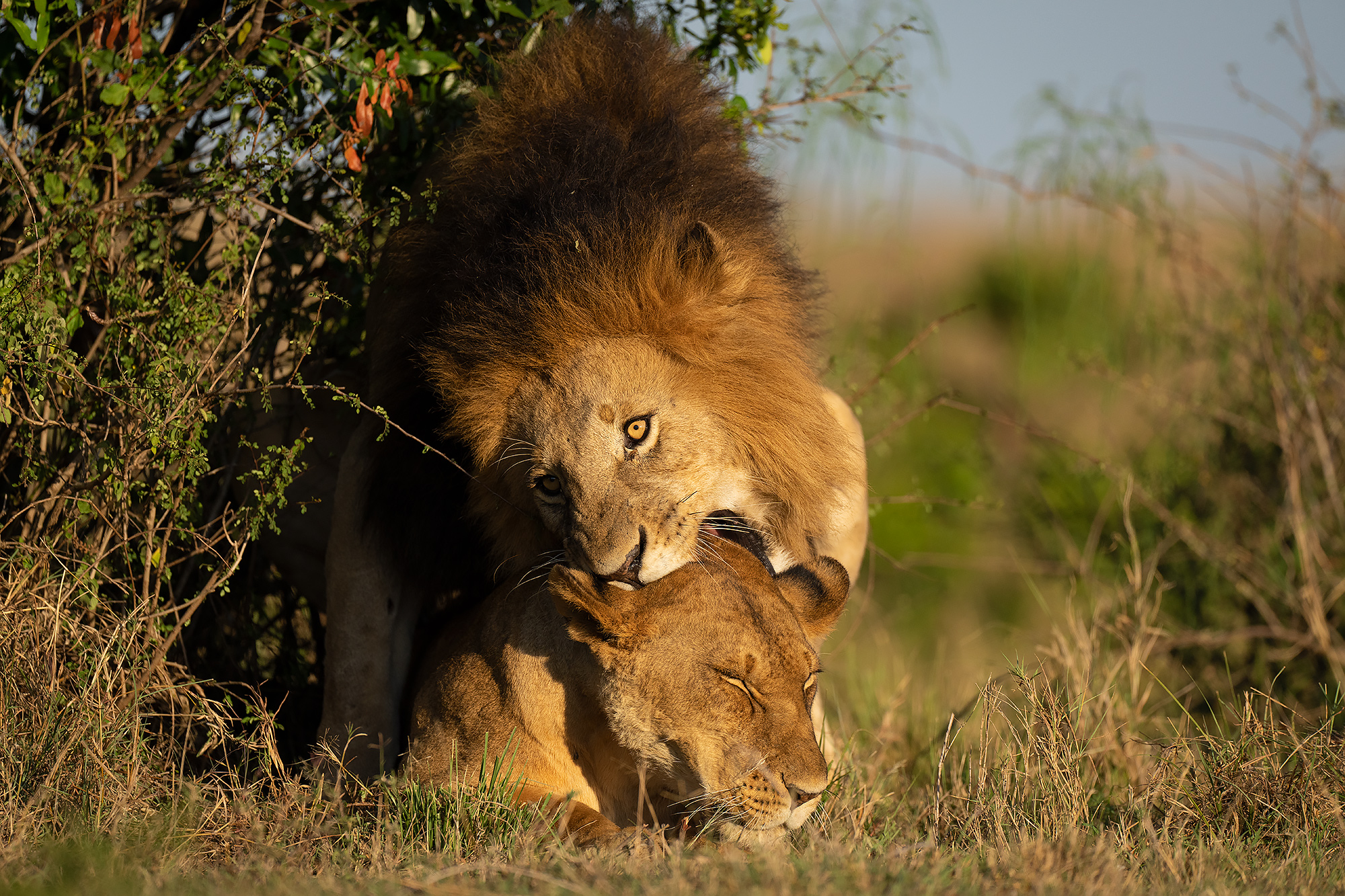 Lejon i Masai Mara, Kenya. Fotoresa med Wild Nature fotoresor. Foto Magnus Martinsson