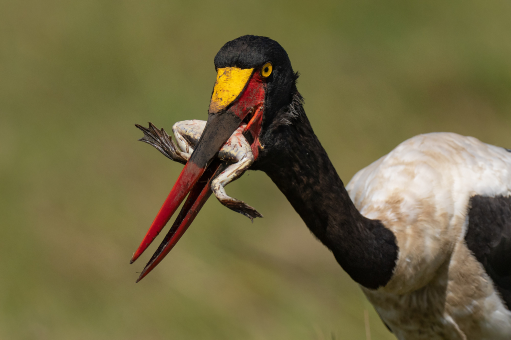 Sadelnäbbsstork i Masai Mara, Kenya. Fotoresa med Wild Nature fotoresor. Foto Magnus Martinsson