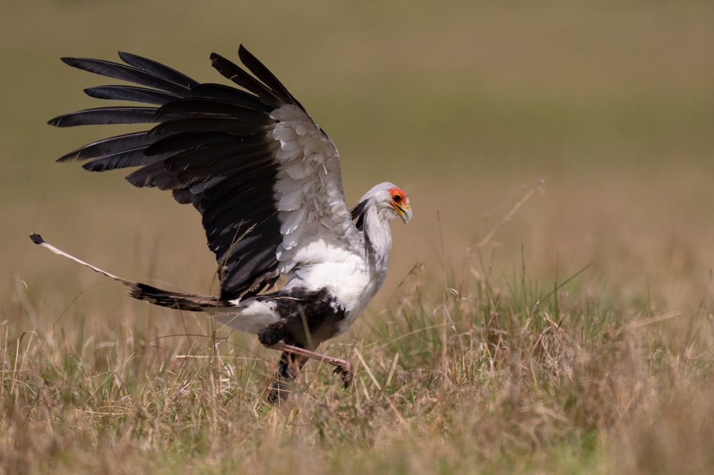 Sekreterar fågel i Masai Mara, Kenya. Fotoresa med Wild Nature fotoresor. Foto Magnus Martinsson