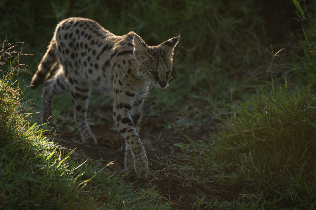 Serval i Masai Mara, Kenya. Fotoresa med Wild Nature fotoresor. Foto Magnus Martinsson