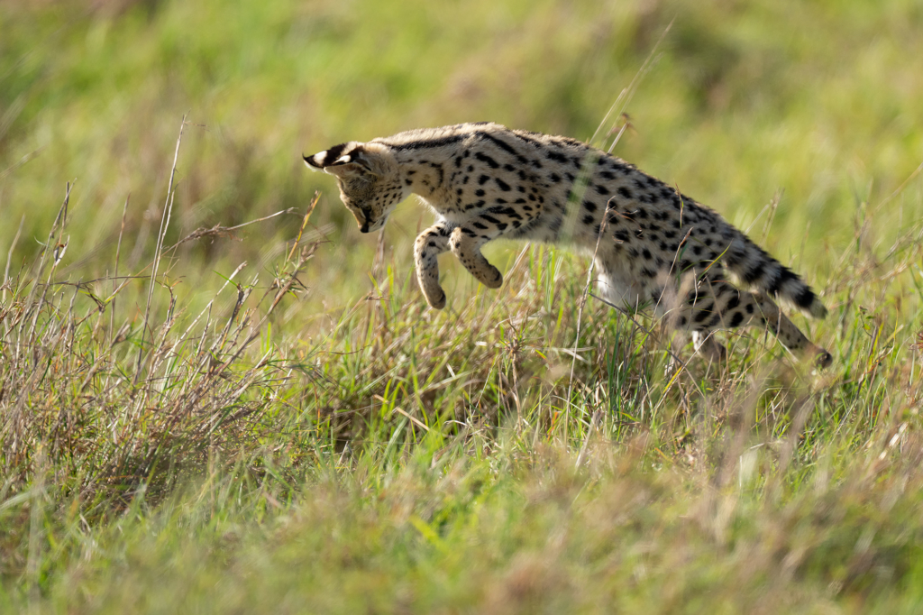 Serval i Masai Mara, Kenya. Fotoresa med Wild Nature fotoresor. Foto Magnus Martinsson