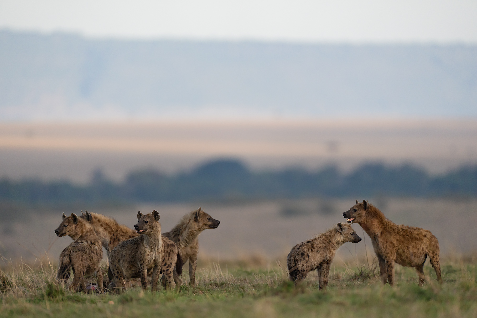 Fläckig hyena i Masai Mara, Kenya. Fotoresa med Wild Nature fotoresor. Foto Magnus Martinsson