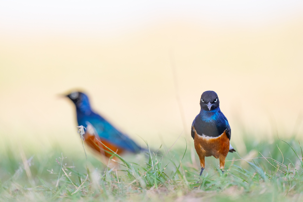 Superb starling i Masai Mara, Kenya. Fotoresa med Wild Nature fotoresor. Foto Magnus Martinsson