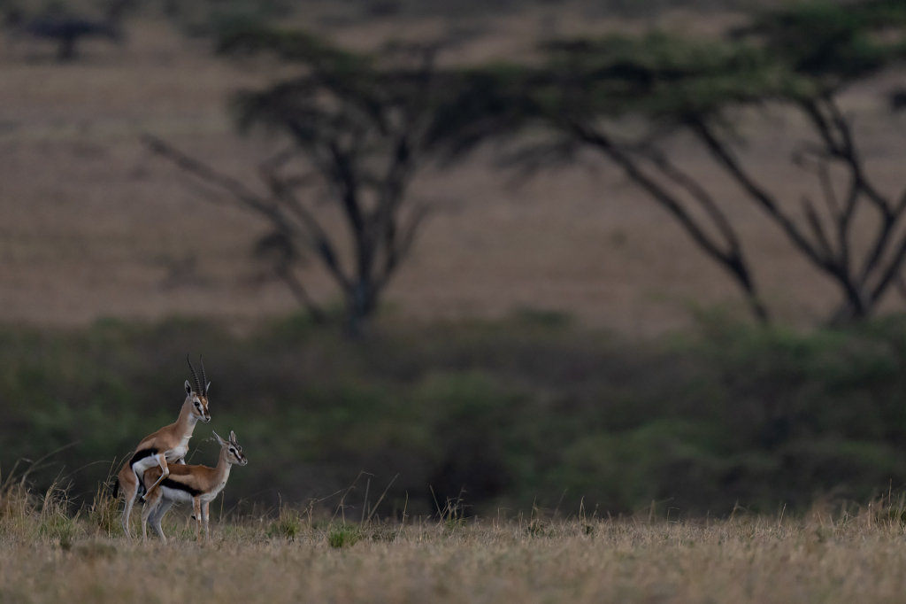 Thomson's gazelle i Masai Mara, Kenya. Fotoresa med Wild Nature fotoresor. Foto Magnus Martinsson