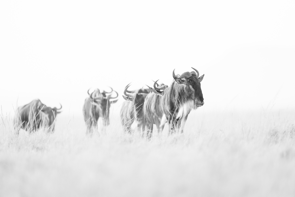 Gnu i Masai Mara, Kenya. Fotoresa med Wild Nature fotoresor. Foto Magnus Martinsson