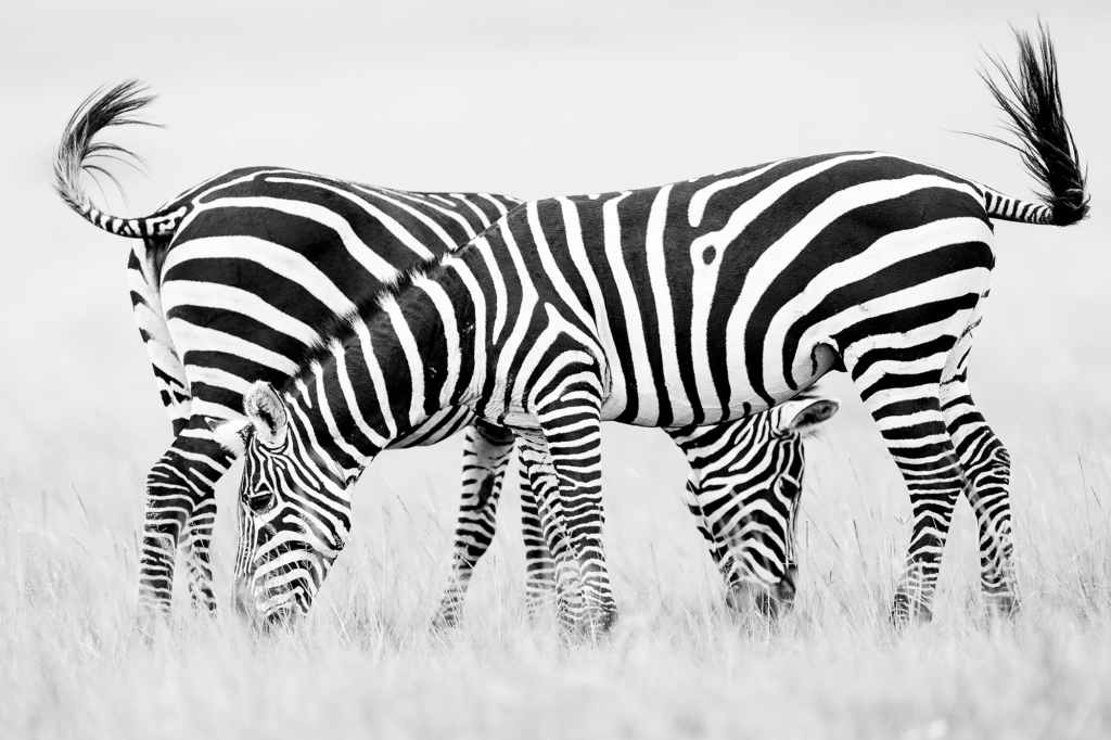 Zebra i Masai Mara, Kenya. Fotoresa med Wild Nature fotoresor. Foto Magnus Martinsson