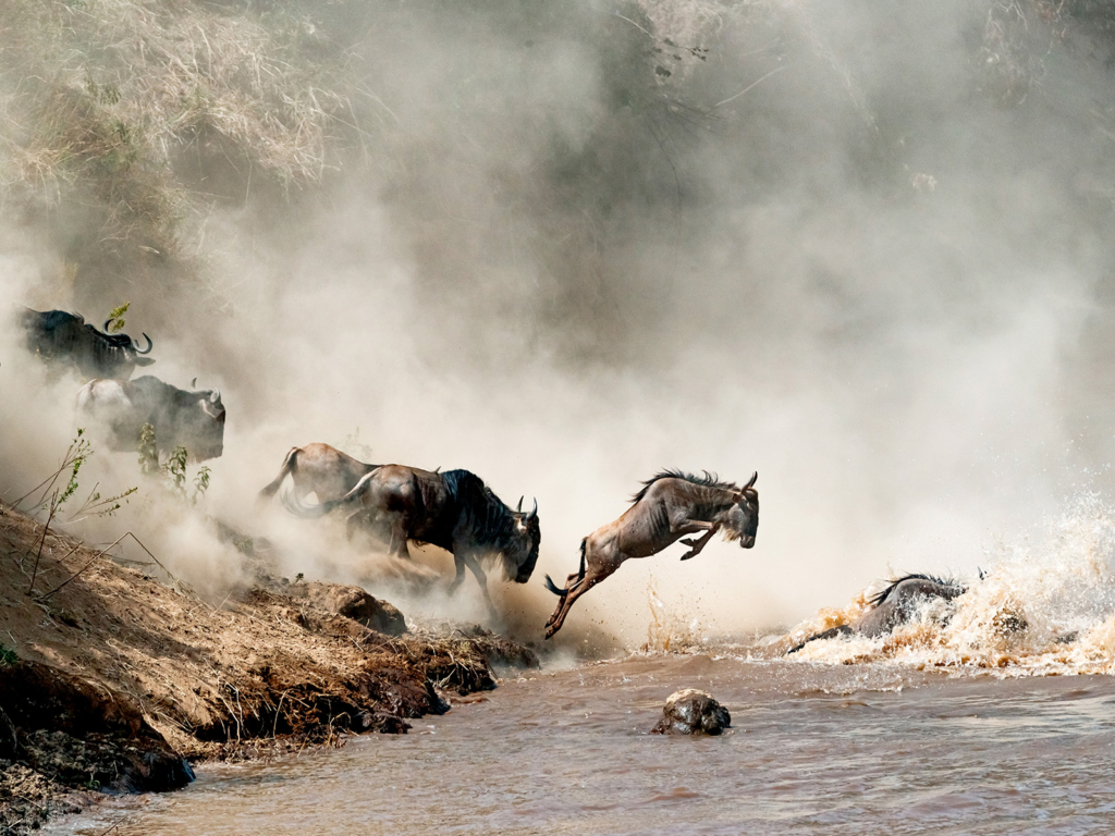 Den stora migrationen i Masai Mara, Kenya. Fotoresa med Wild Nature fotoresor. Foto 