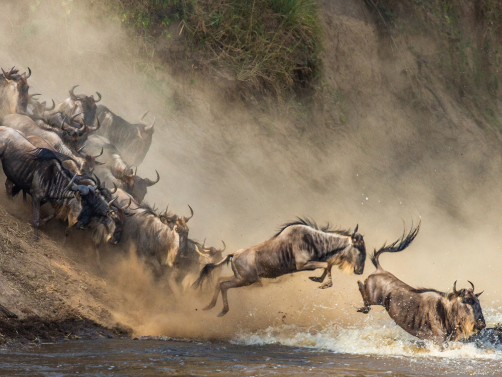 Den stora migrationen i Masai Mara, Kenya. Fotoresa med Wild Nature fotoresor. Foto 