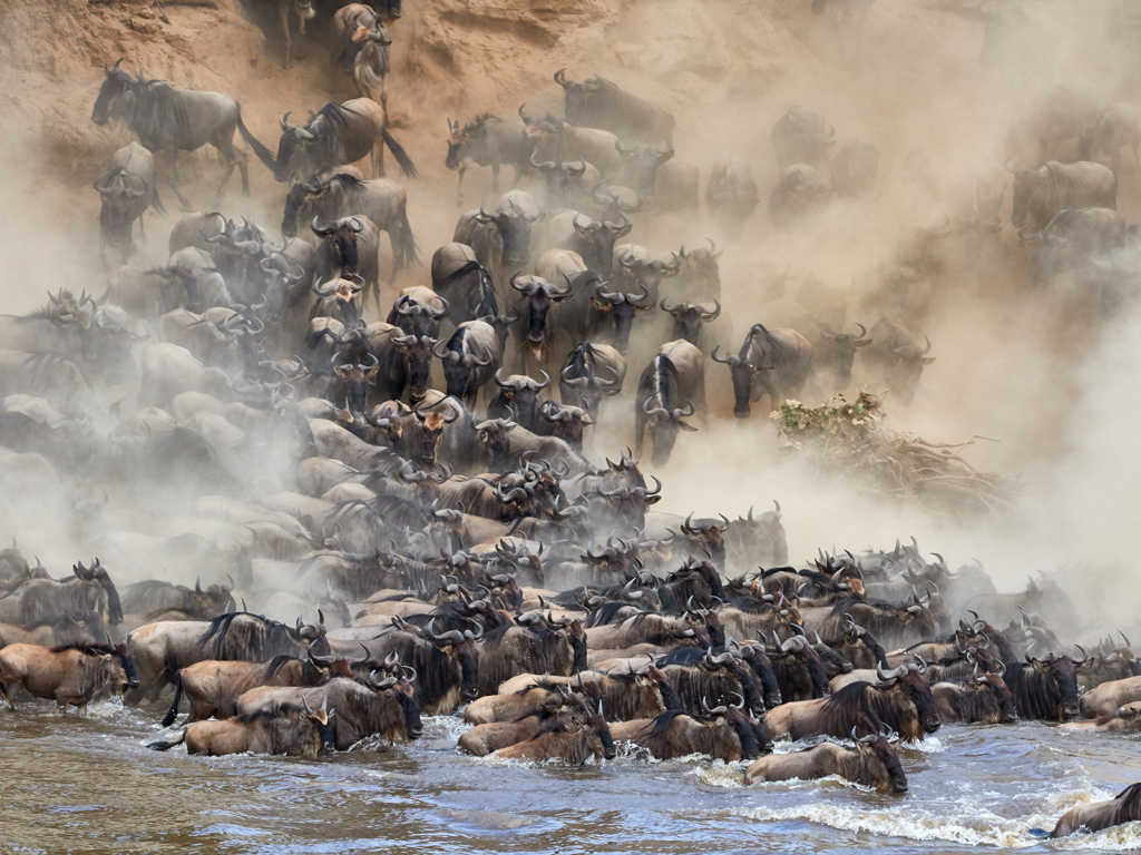 Den stora migrationen i Masai Mara, Kenya. Fotoresa med Wild Nature fotoresor. Foto