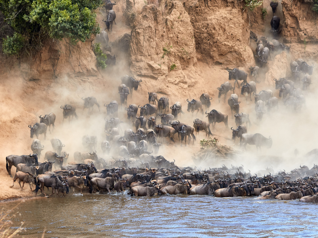 Den stora migrationen i Masai Mara, Kenya. Fotoresa med Wild Nature fotoresor. Foto