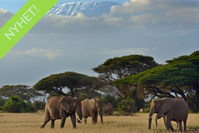 Elefanter i Amboseli, Kenya. Fotoresa med Wild Nature fotoresor.