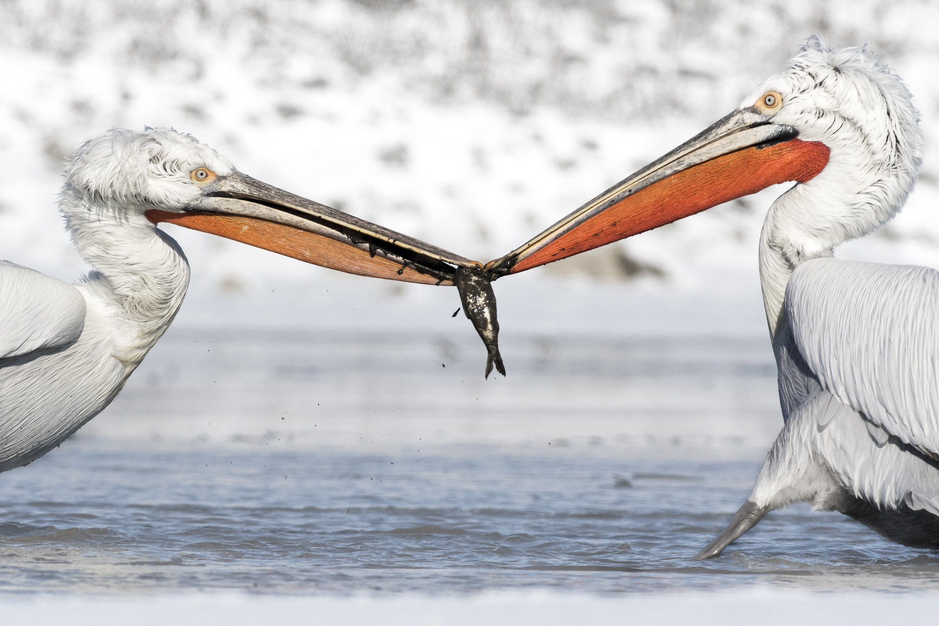 Krushuvade pelikaner i Kerkini sjön, Grekland. Fotoresa med Wild Nature fotoresor. Foto Johan Siggesson