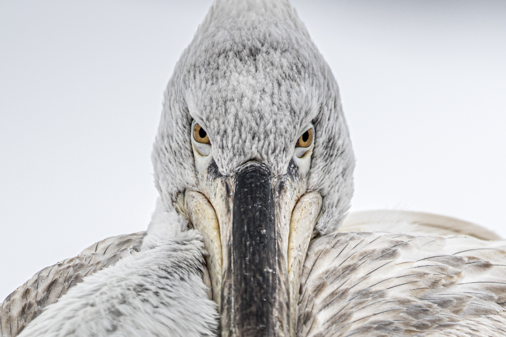 Krushuvade pelikaner i Kerkini sjön, Grekland. Fotoresa med Wild Nature fotoresor. Foto Johan Siggesson