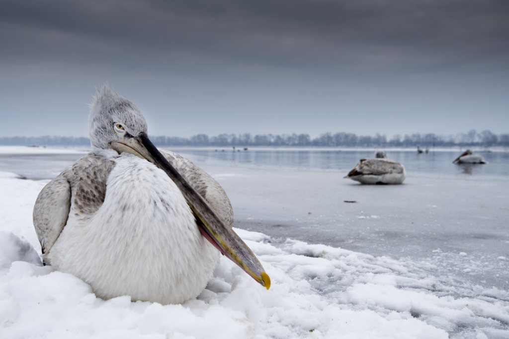 Krushuvade pelikaner i Kerkini sjön, Grekland. Fotoresa med Wild Nature fotoresor. Foto Johan Siggesson