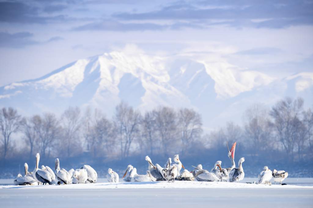 Krushuvade pelikaner i Kerkini sjön, Grekland. Fotoresa med Wild Nature fotoresor. Foto Johan Siggesson