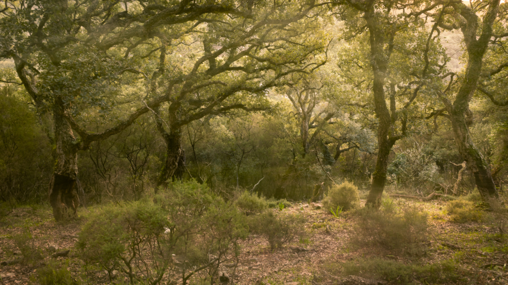 Mandelblom och böljande jordbrukslandskap i Andalusien, Spanien. Fotoresa med Wild Nature fotoresor. Foto Frida Hermansson