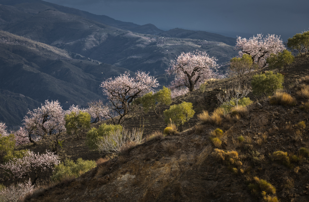 Mandelblom och böljande jordbrukslandskap i Andalusien, Spanien. Fotoresa med Wild Nature fotoresor. Foto Frida Hermansson