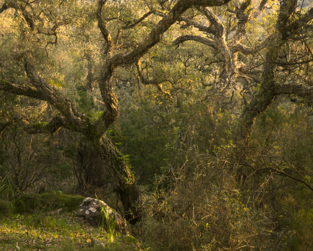 Mandelblom och böljande jordbrukslandskap i Andalusien, Spanien. Fotoresa med Wild Nature fotoresor. Foto Frida Hermansson