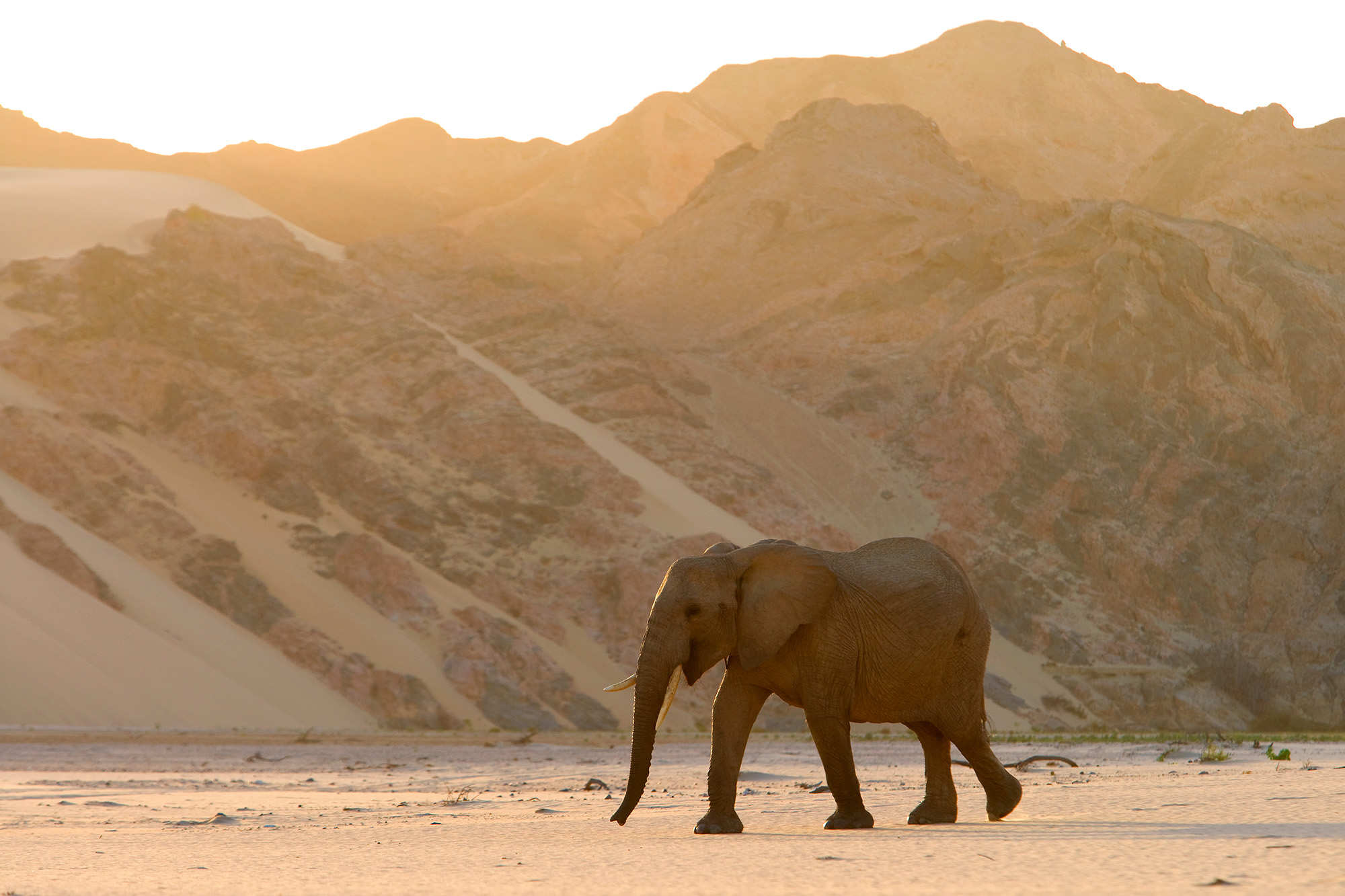 Ökenelefant