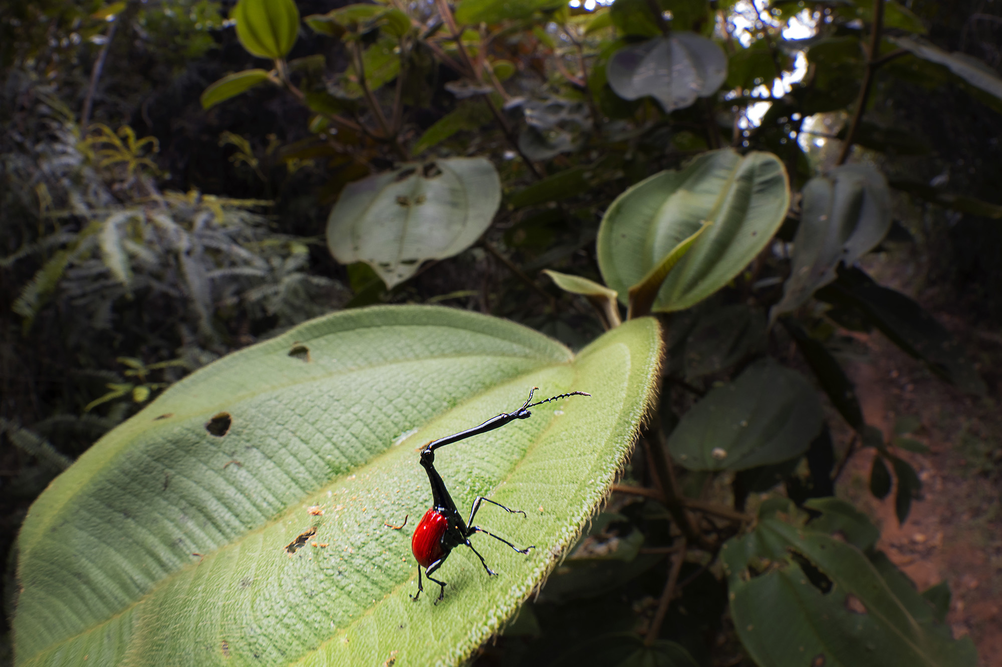 Madagaskar - förunderlig natur i lemurernas rike. Fotoresa med Wild Nature fotoresor. Foto: Jan Pedersen