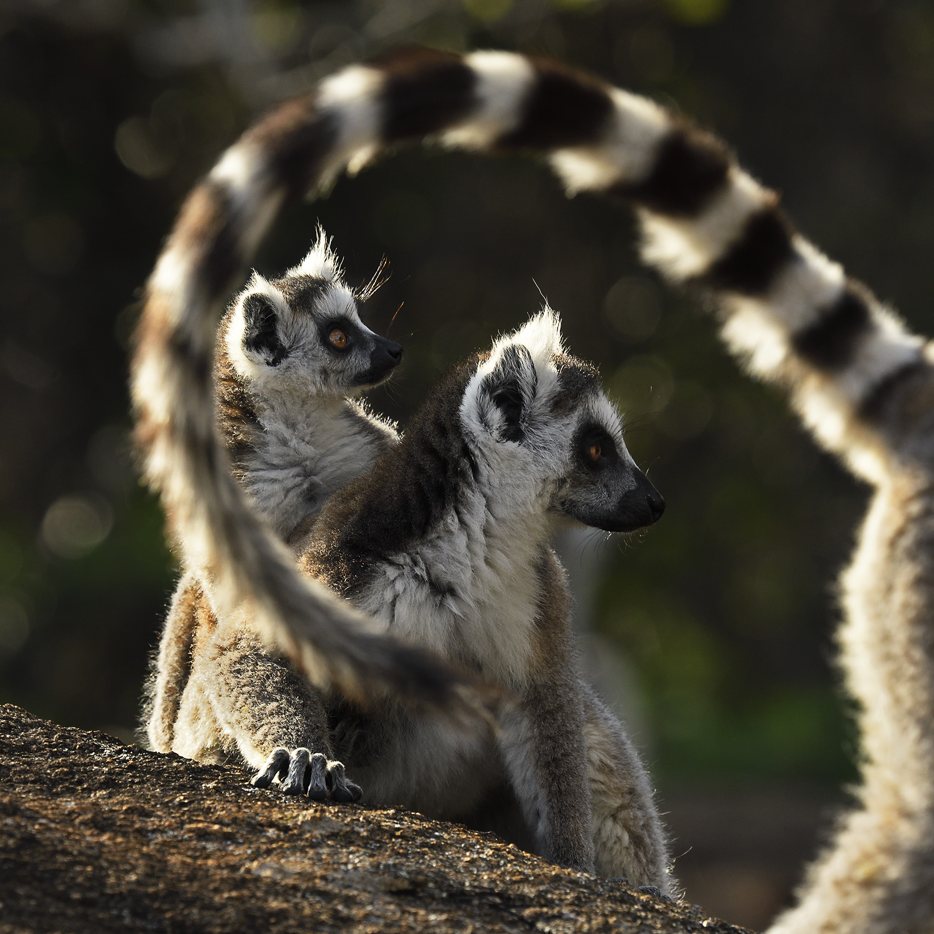 Madagaskar - förunderlig natur i lemurernas rike. Fotoresa med Wild Nature fotoresor. Foto: Jan Pedersen