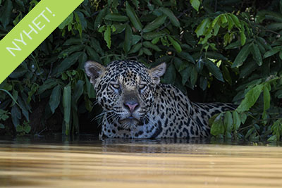 Pantanal, Brasilien - jaguarer, jätteuttrar och arorr. Fotoresa med Wild Nature fotoresor. Foto Henrik Karlsson