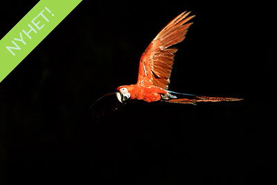 Södra Pantanal, Brasilien – papegojor och myrslokar. Fotoresa med Wild Nature fotoresor. Foto Henrik Karlsson