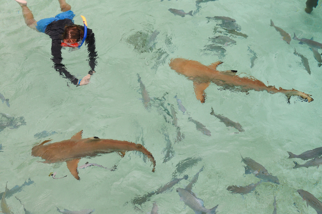 Snorklingsexpedition i korallhavet, Raja Ampat. Fotoresa med Wild Nature fotoresor. Foto Staffan Widstrand