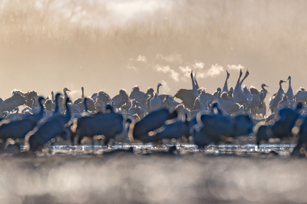 Fågelfotografering vid trandansen, Hornborgasjön. Fotoresa med Wild Nature fotoresor. Foto Magnus Martinsson