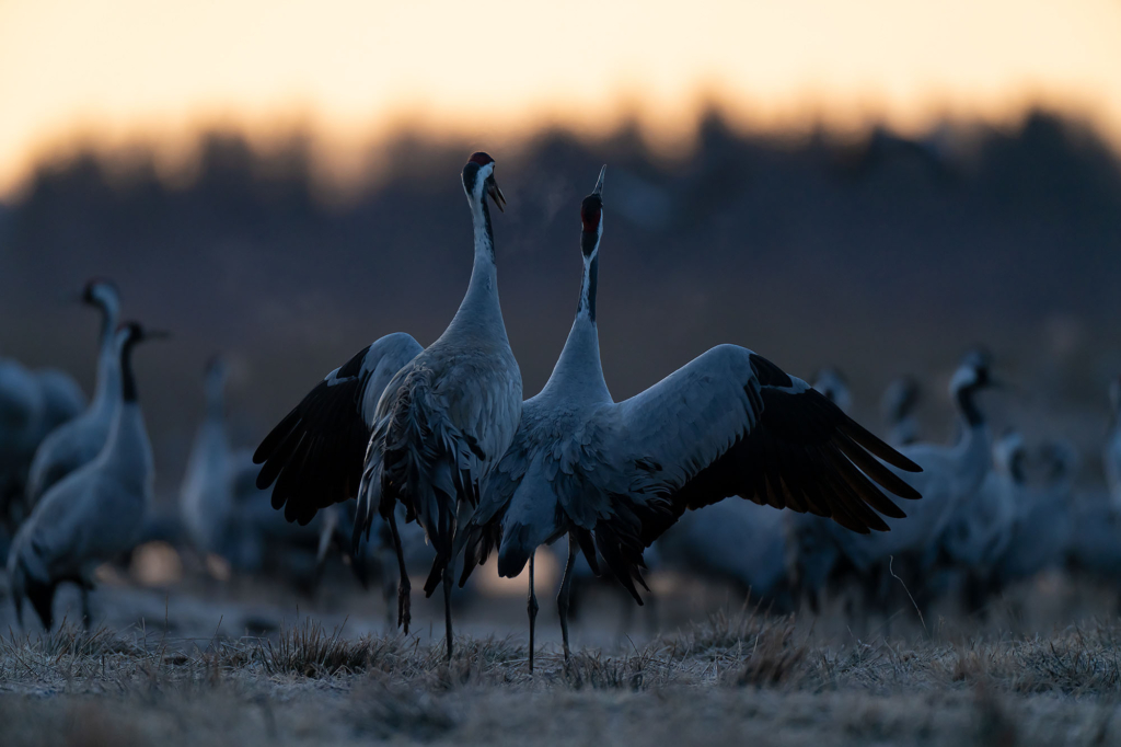 Fågelfotografering vid trandansen, Hornborgasjön. Fotoresa med Wild Nature fotoresor. Foto Magnus Martinsson