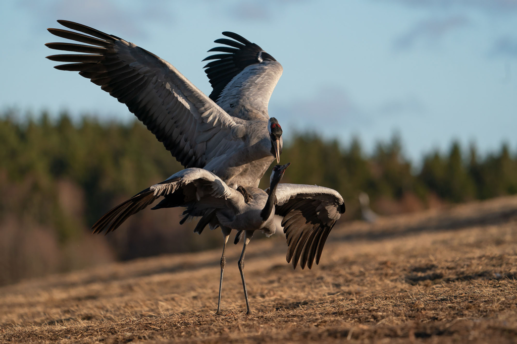 Fågelfotografering vid trandansen, Hornborgasjön. Fotoresa med Wild Nature fotoresor. Foto Magnus Martinsson