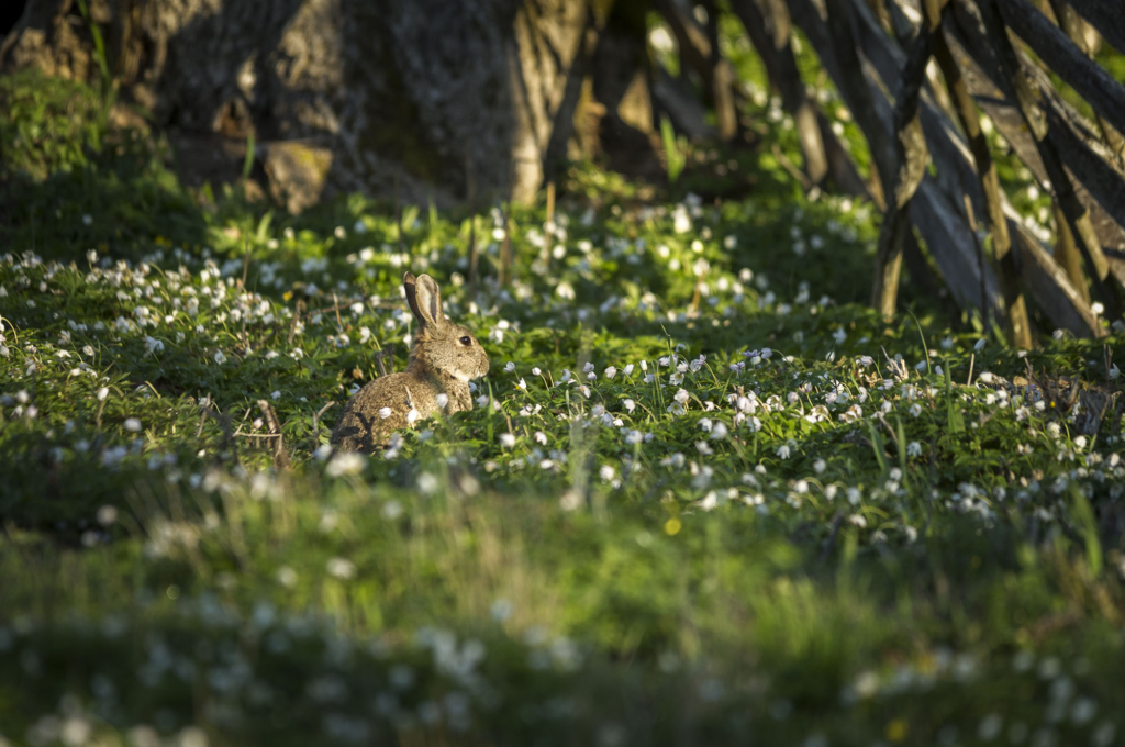 Kustnära fotografi och vårgrönska på kalkstensön - Gotland. Fotoresa med Wild Nature fotoresor. Foto Frida Hermansson