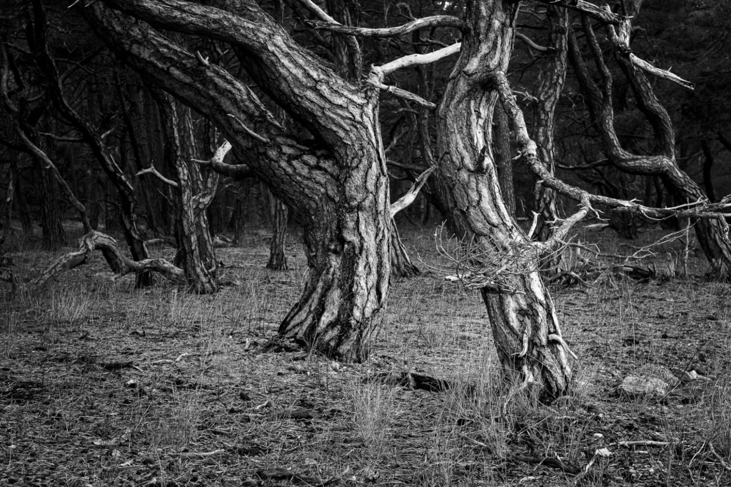 Kustnära fotografi och vårgrönska på kalkstensön - Gotland. Fotoresa med Wild Nature fotoresor. Foto Frida Hermansson