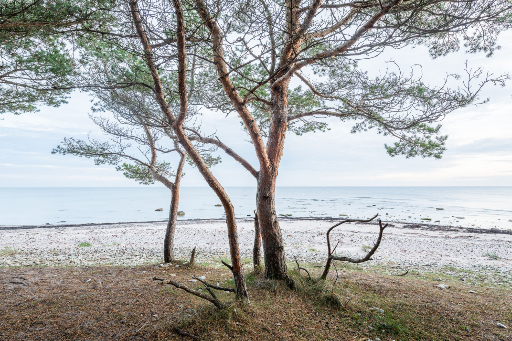 Kustnära fotografi och vårgrönska på kalkstensön - Gotland. Fotoresa med Wild Nature fotoresor. Foto Frida Hermansson