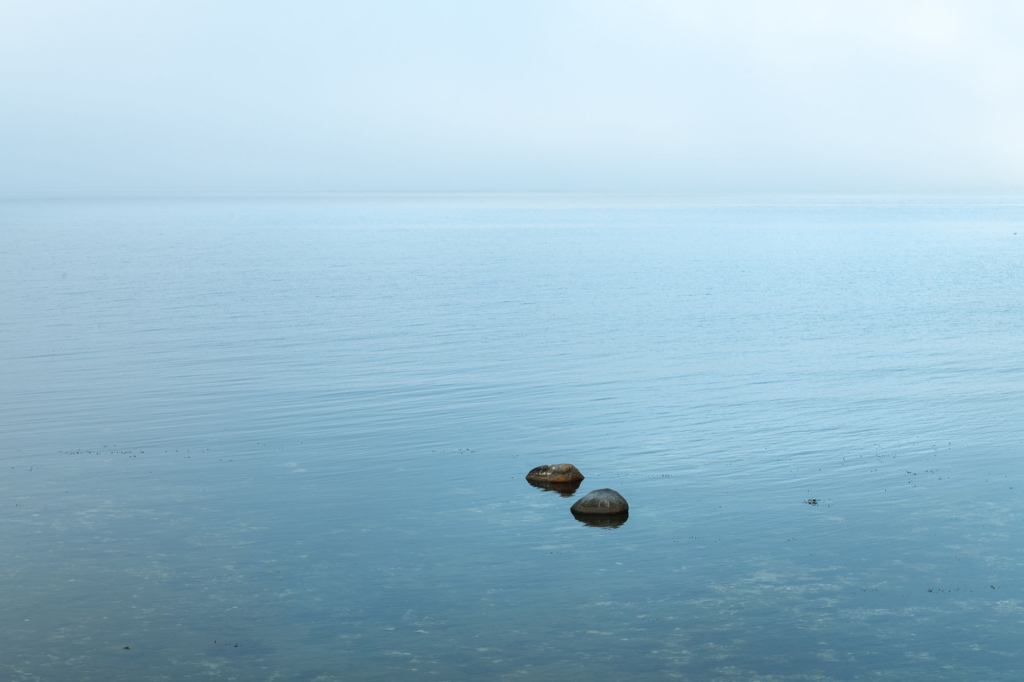 Kustnära fotografi och vårgrönska på kalkstensön - Gotland. Fotoresa med Wild Nature fotoresor. Foto Frida Hermansson