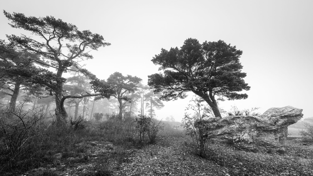 Kustnära fotografi och vårgrönska på kalkstensön - Gotland. Fotoresa med Wild Nature fotoresor. Foto Frida Hermansson