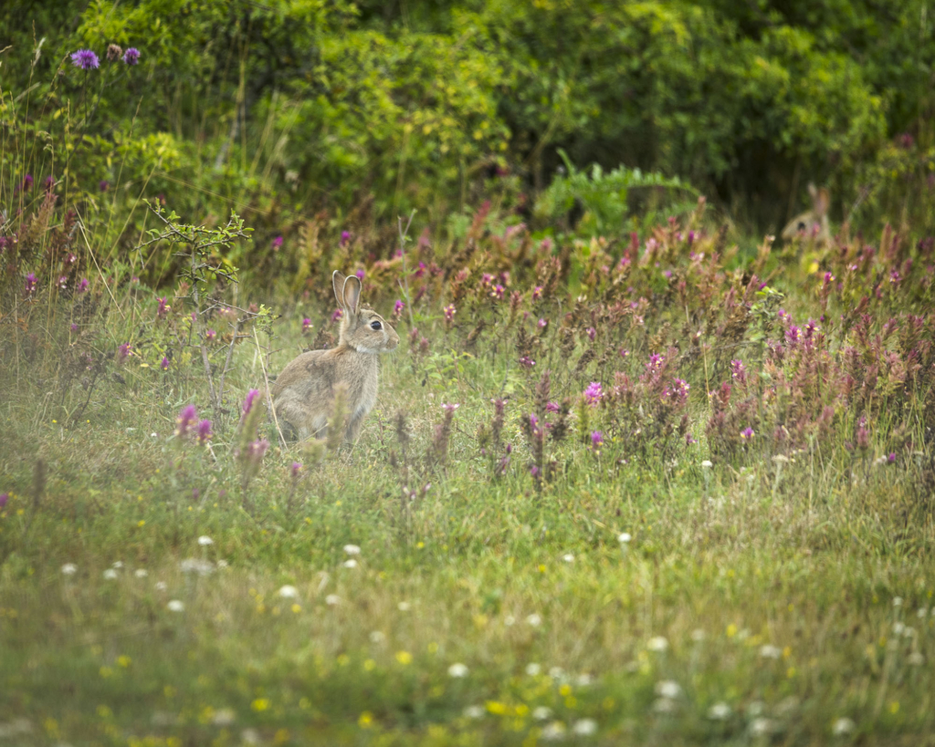 Kustnära fotografi och vårgrönska på kalkstensön - Gotland. Fotoresa med Wild Nature fotoresor. Foto Frida Hermansson