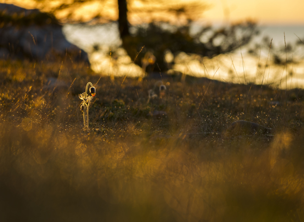 Kustnära fotografi och vårgrönska på kalkstensön - Gotland. Fotoresa med Wild Nature fotoresor. Foto Frida Hermansson