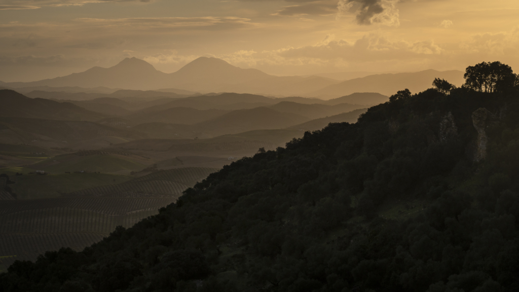 Mandelblom och böljande jordbrukslandskap i Andalusien, Spanien. Fotoresa med Wild Nature fotoresor. Foto Frida Hermansson