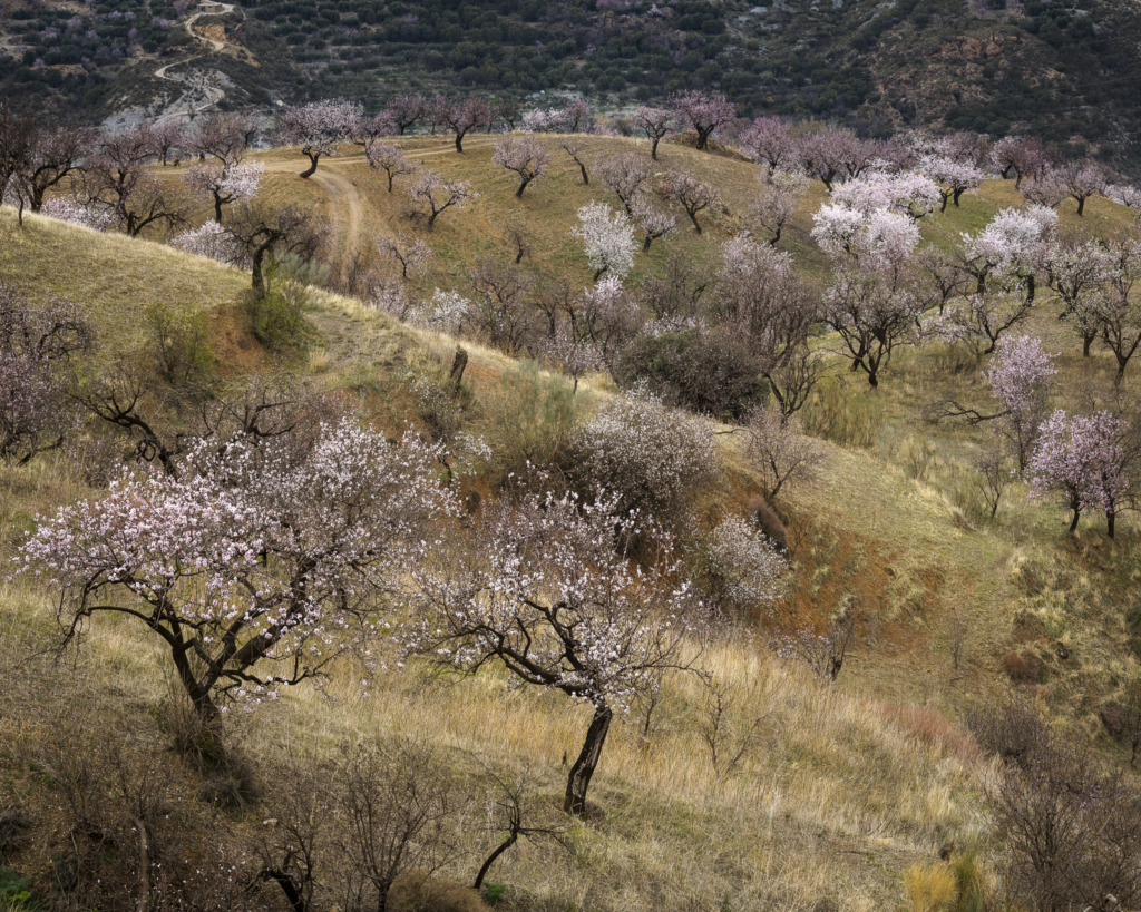 Mandelblom och böljande jordbrukslandskap i Andalusien, Spanien. Fotoresa med Wild Nature fotoresor. Foto Frida Hermansson