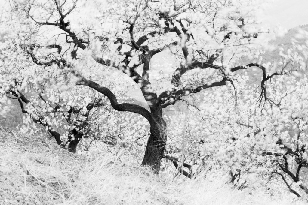 Mandelblom och böljande jordbrukslandskap i Andalusien, Spanien. Fotoresa med Wild Nature fotoresor. Foto Frida Hermansson